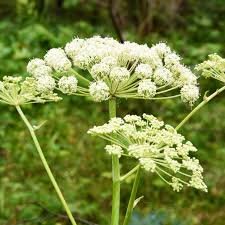 Angelica