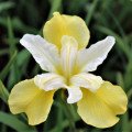 Beurre d&rsquo;iris