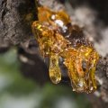 Bois d&rsquo;ambre