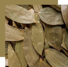Feuille de cannelle