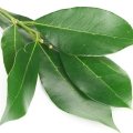 Feuille de laurier