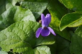 Feuille de violette