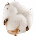 Fleur de coton