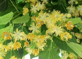 Fleur de tilleul