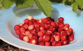 Fraise des bois