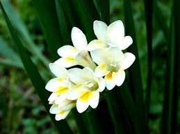 Freesia