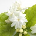 Jasmin d’eau