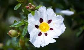 Labdanum
