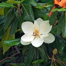 Magnolia