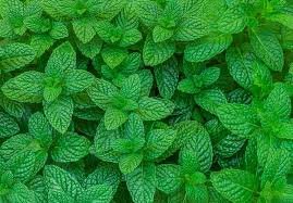 Menthe