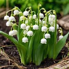 Muguet
