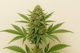 cannabis