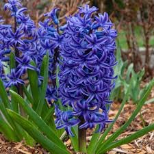 Jacinthe