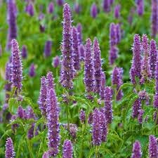 Patchouli