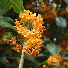 Osmanthus