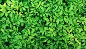Verte
