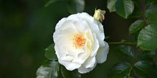 Fleurs blanches