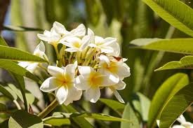Fleur de vanille
